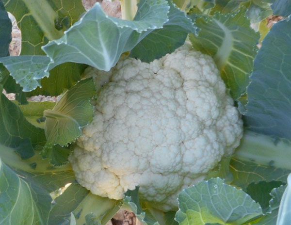 Amazing cauliflower from Fruitful Hill
