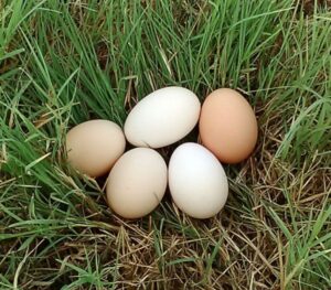 Fruitful Hill Ringger Farm Eggs