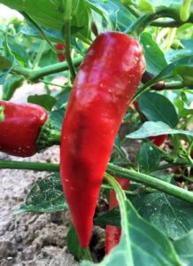 Fruitful Hill fresno pepper