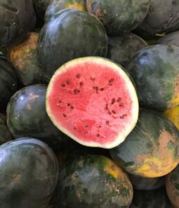 Fruitful Hill watermelon