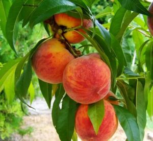 Jenske Orchards peaches