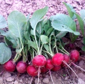 Fruitful Hill red radishes