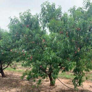 Texas Farm Stands peach tree